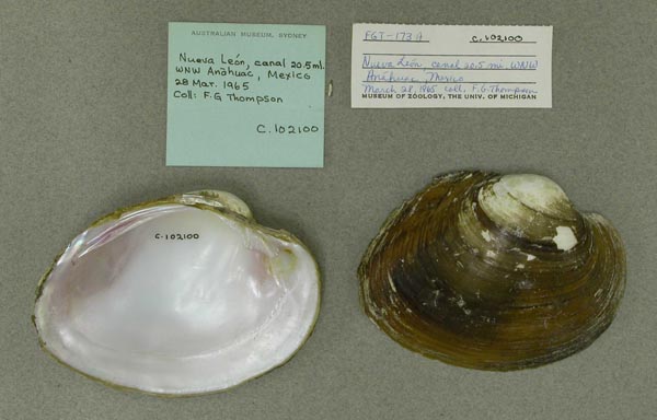 specimen