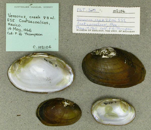 specimen