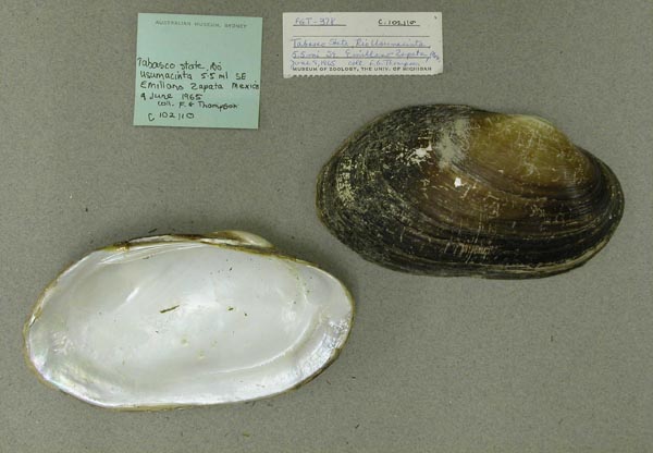 specimen