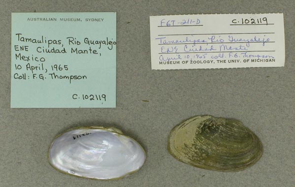specimen