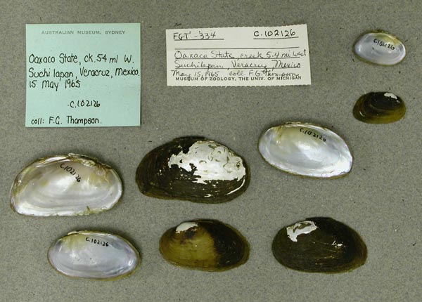 specimen