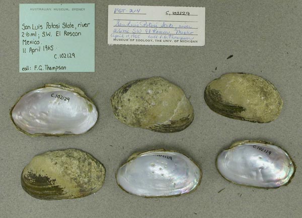 specimen