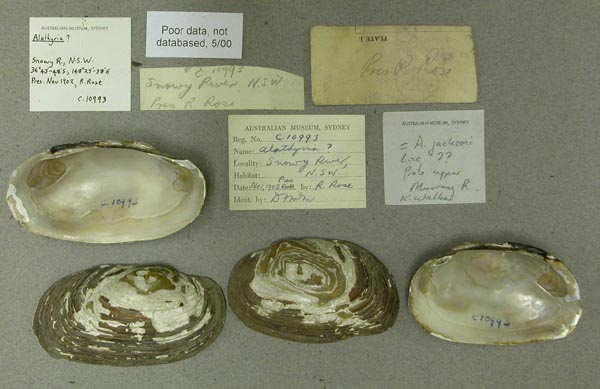 specimen