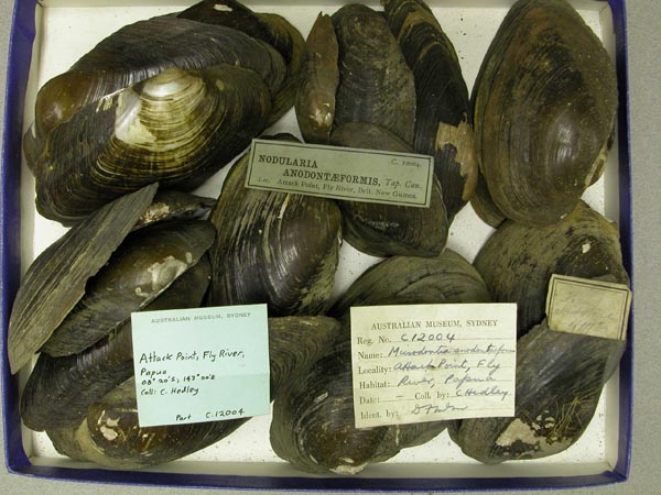 specimen