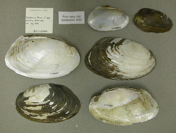specimen