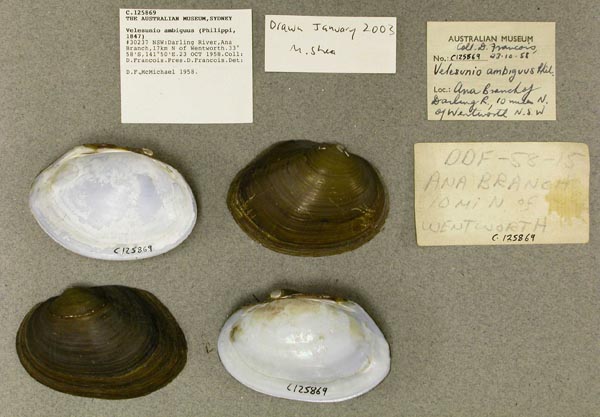 specimen