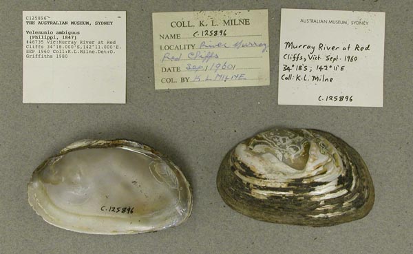 specimen