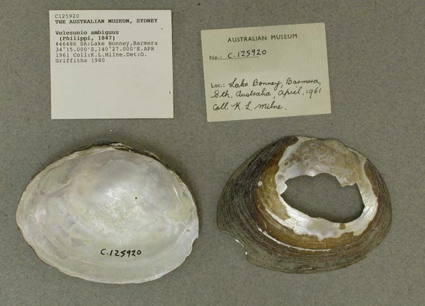 specimen