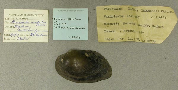 specimen