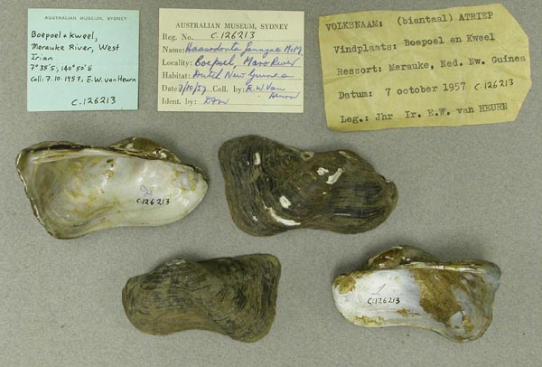 specimen