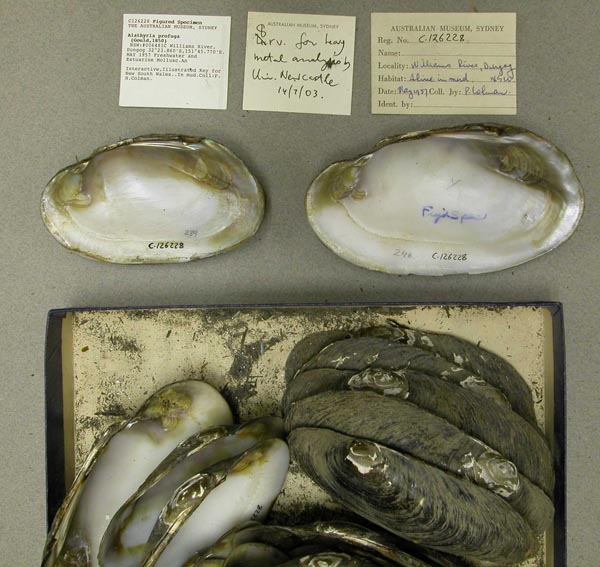 specimen