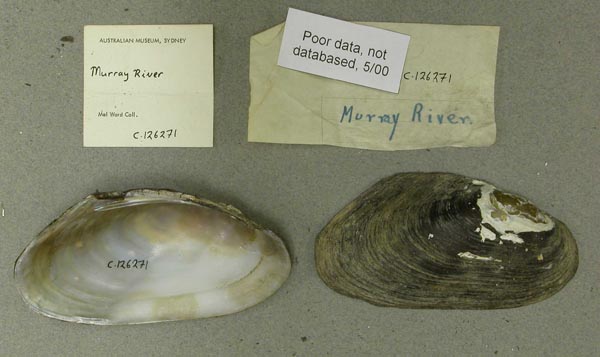specimen