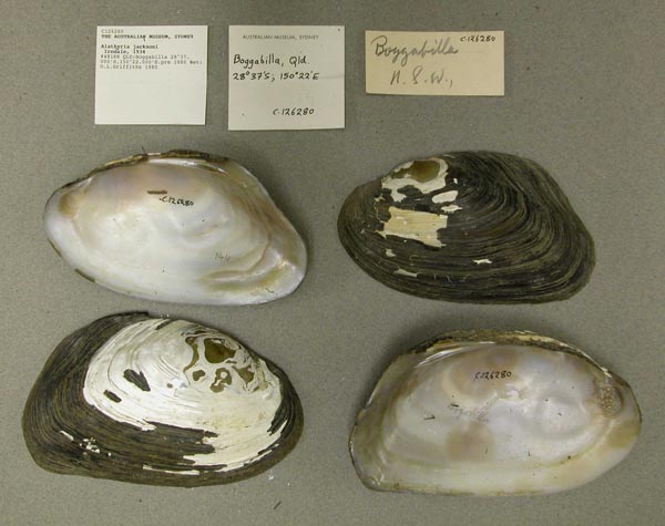 specimen