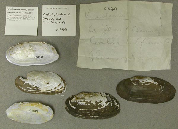 specimen