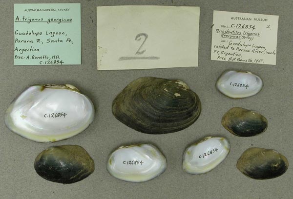 specimen