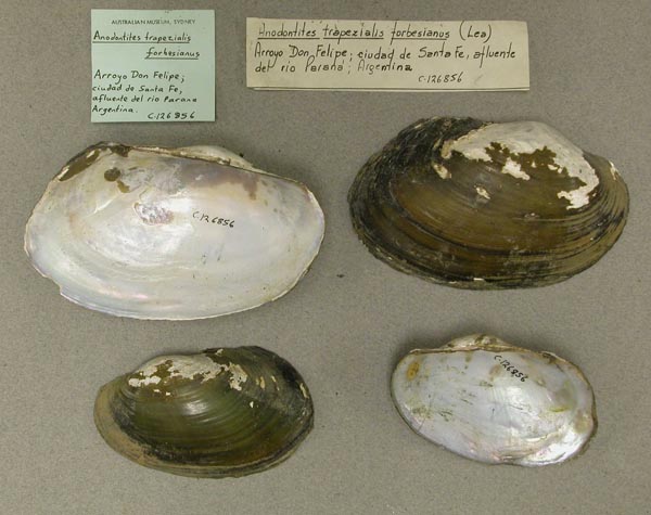 specimen