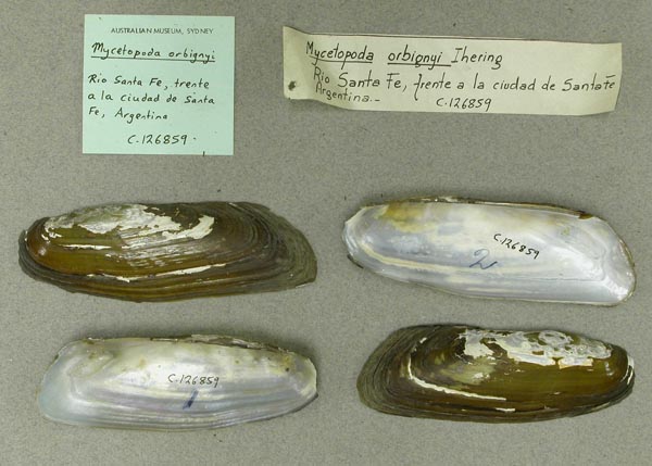 specimen