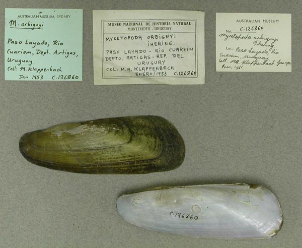 specimen