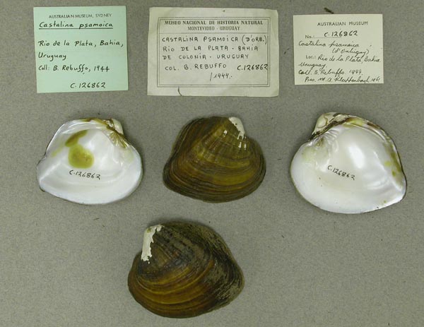 specimen