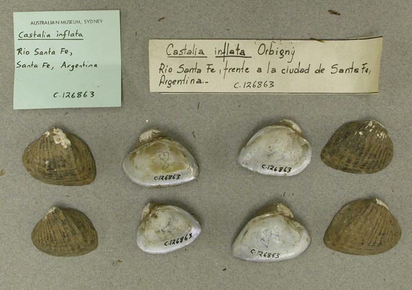specimen