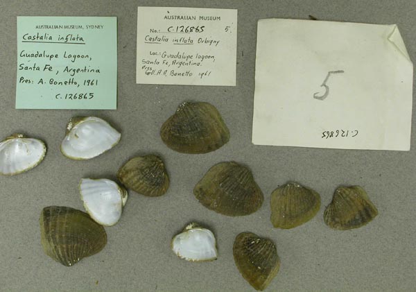 specimen