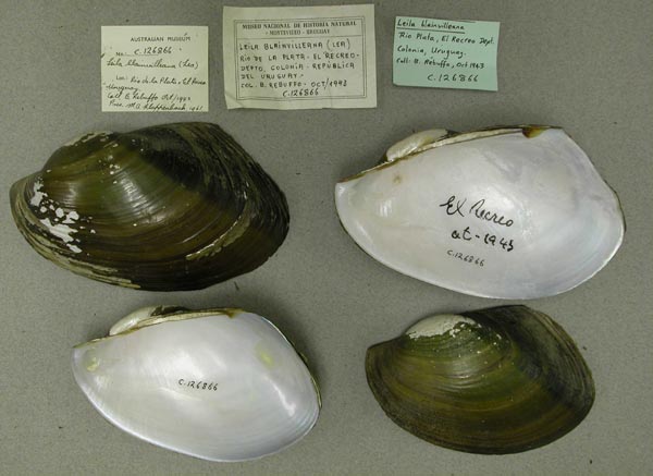 specimen