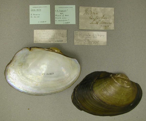 specimen