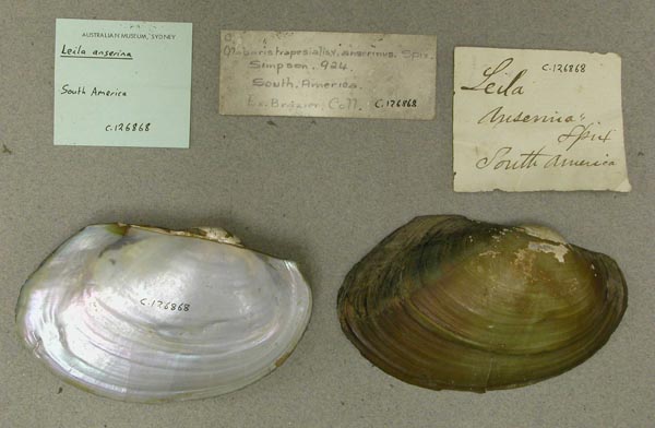 specimen