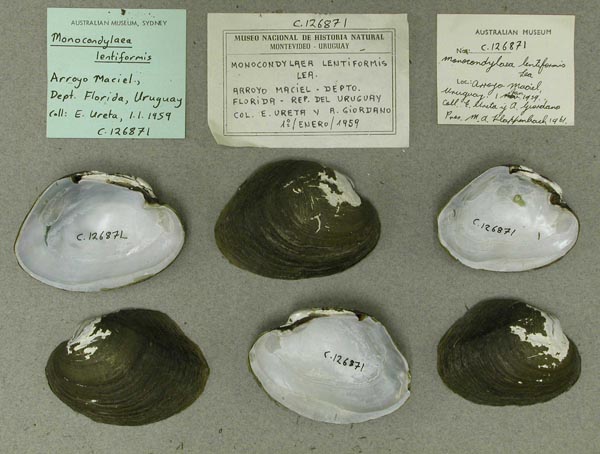 specimen