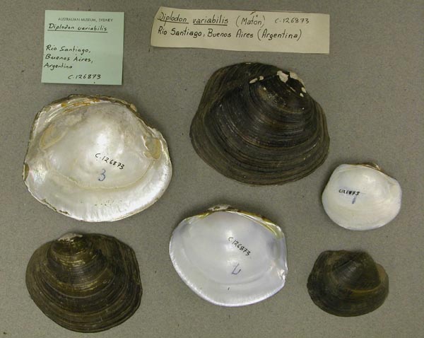 specimen