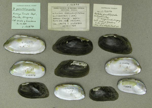 image of lot AMS_126874 image of lot AMS_126874