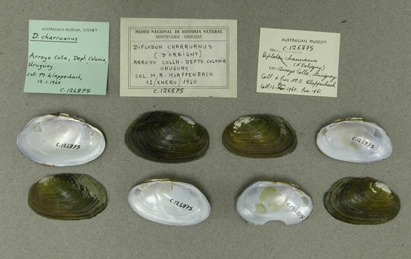 image of lot AMS_126875 image of lot AMS_126875