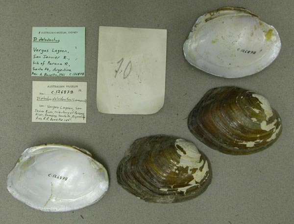 specimen