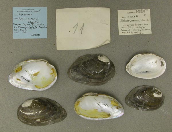 specimen