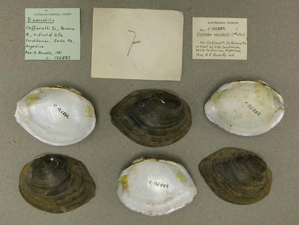 specimen