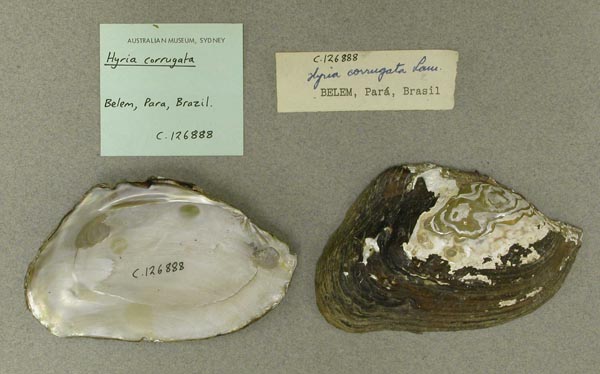 specimen