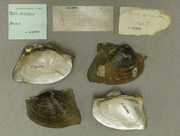 specimen