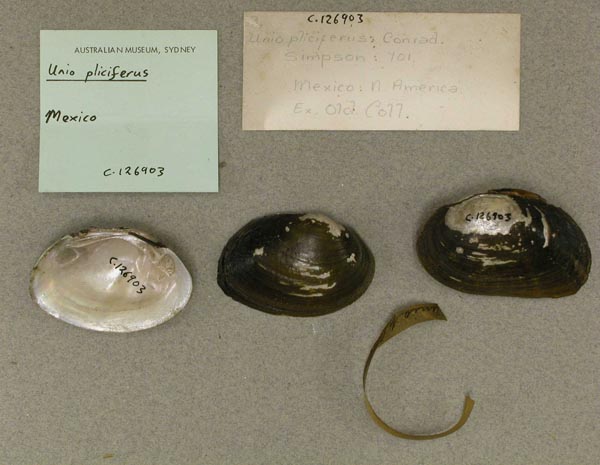specimen