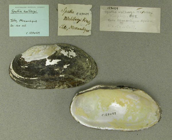 specimen