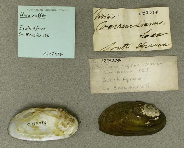 specimen