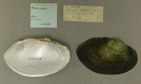 specimen