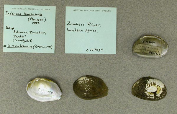 specimen