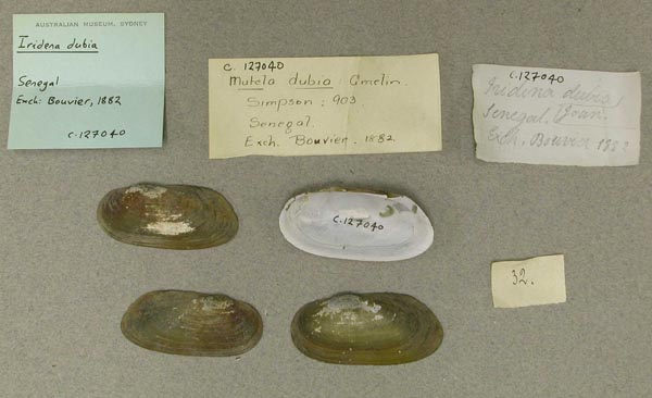 specimen
