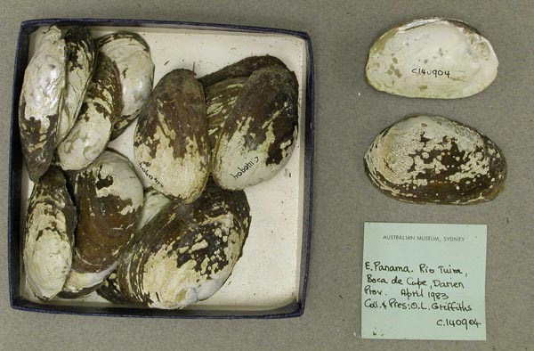 specimen