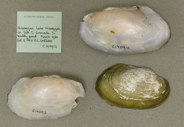 specimen