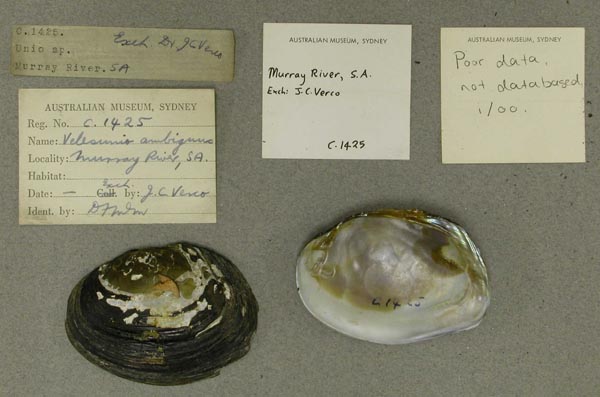 specimen