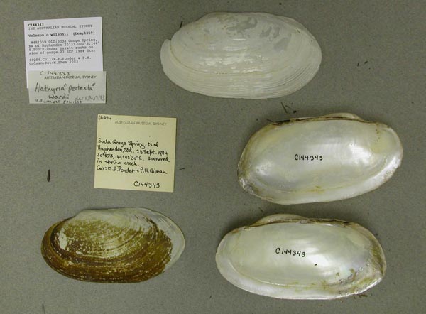 specimen