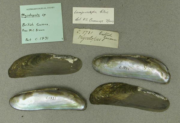 specimen