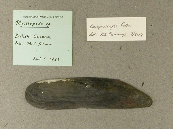 specimen