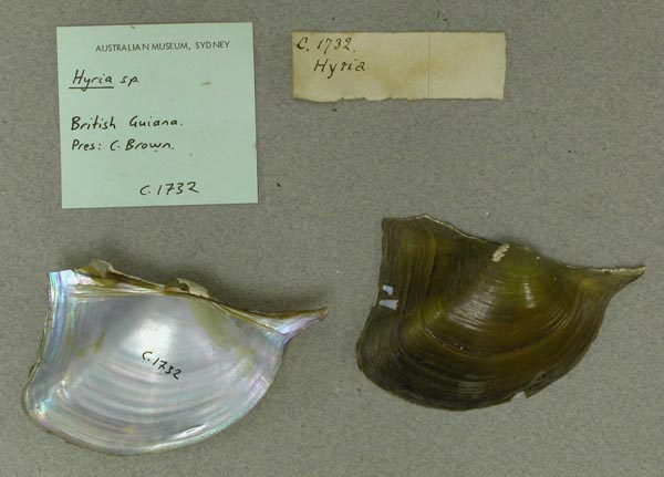 specimen